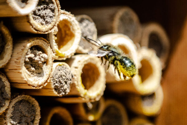 Mason bee gathering pollen